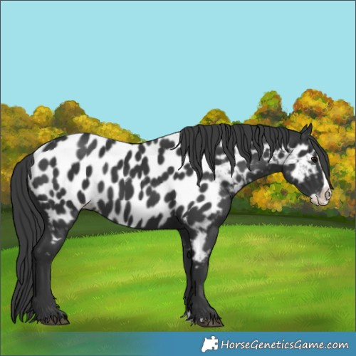 Horse Color:Black Splash Near Leopard 