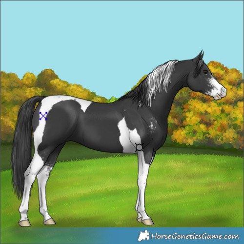 Horse Color:Black Sabino Tobiano