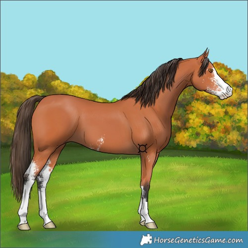 Horse Color:Bay Sabino 
