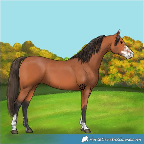 Horse Color:Bay Sabino 