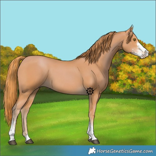 Horse Color:Chestnut Sabino 