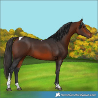 Horse Color:Brown Tobiano