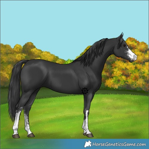 Horse Color:Black Sabino