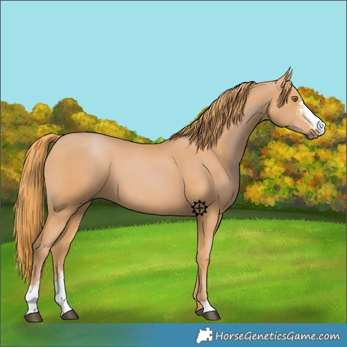Horse Color:Chestnut Sabino