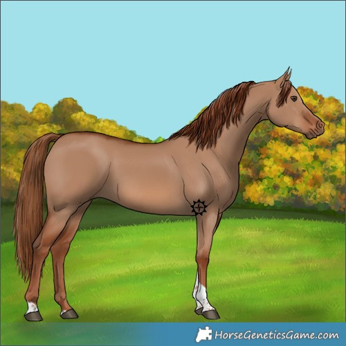 Horse Color:Red Dun Tobiano 