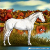 Horse Color:White Spotted Amber Cream Champagne Roan Dun Appaloosa Rabicano