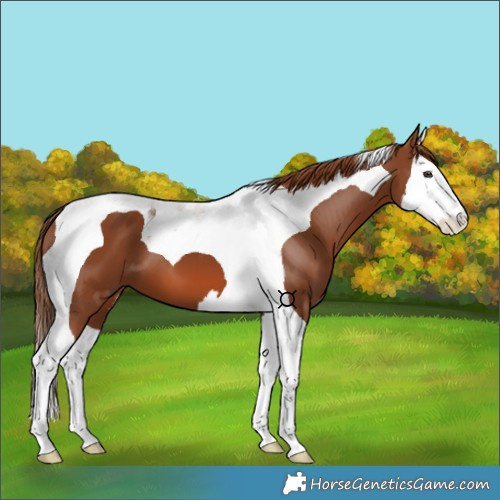 Horse Color:Chestnut Splash Tobiano 