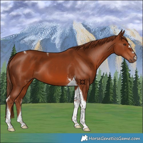 Horse Color:Chestnut Tobiano 