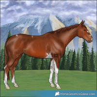 Horse Color:Chestnut Tobiano