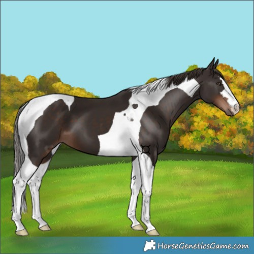 Horse Color:Liver Chestnut Tobiano 