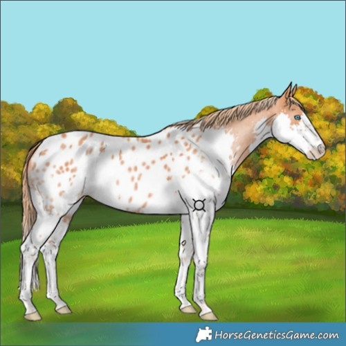 Horse Color:Chestnut Splash Blanket 