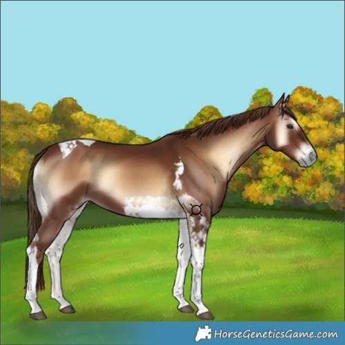 Horse Color:Red Onyx Tobiano 