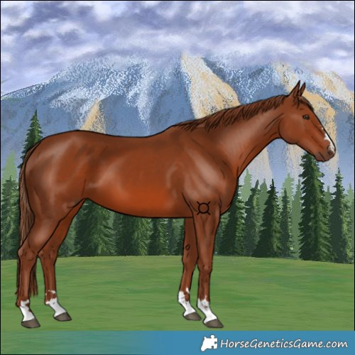 Horse Color:Chestnut 