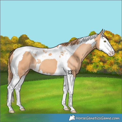Horse Color:Gold Champagne Splash Tobiano 