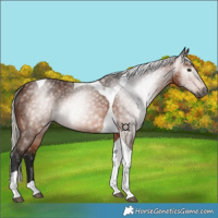 Horse Color:Gray Silver Bay Tobiano