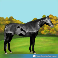 Horse Color:Gray Black Splash Rabicano 