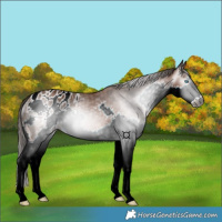 Horse Color:Gray Bay Splash Appaloosa 