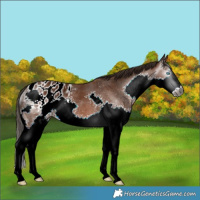 Horse Color:Gray Bay Splash Appaloosa 