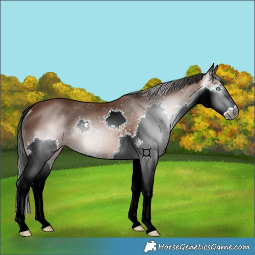 Horse Color:Gray Bay Splash Rabicano 