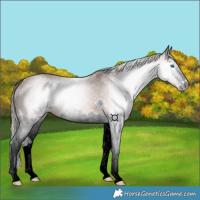 Horse Color:Gray Bay Splash Varnish 