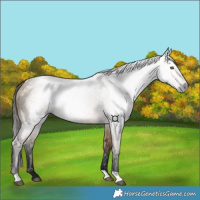 Horse Color:Gray Buckskin 