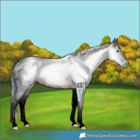 Horse Color:Gray Bay Splash Rabicano 
