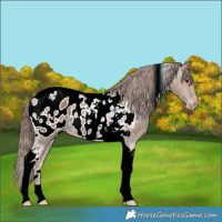 Horse Color:Classic Champagne Tobiano Blanket 