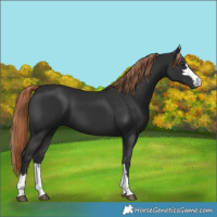 Horse Color:Liver Chestnut 