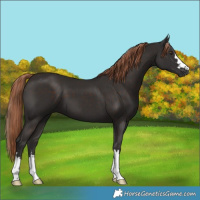 Horse Color:Liver Chestnut 