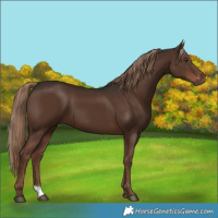 Horse Color:Liver Chestnut 