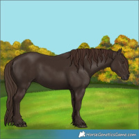 Horse Color:Liver Chestnut 
