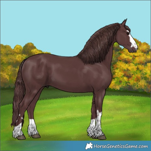Horse Color:Chocolate Black 