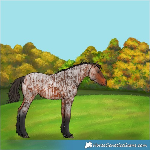Horse Color:Bay  and Bay Roan 