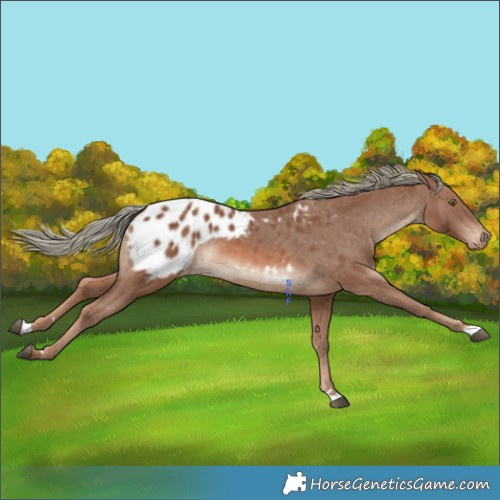 Horse Color:Chestnut Mushroom Blanket Rabicano 