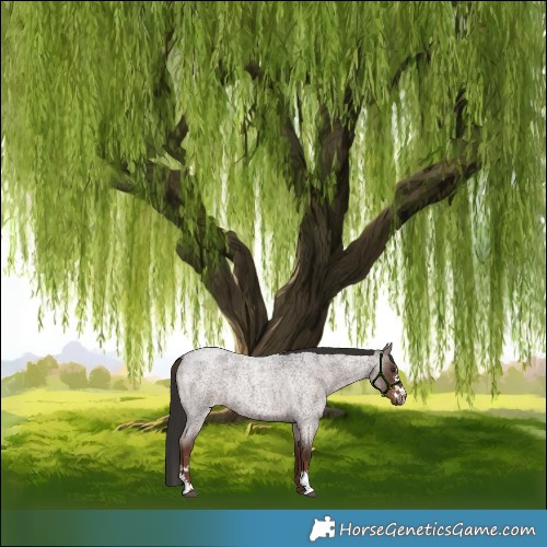 Horse Color:Liver Red Roan Sabino Rabicano 