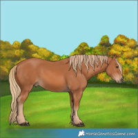 Horse Color:Chestnut 
