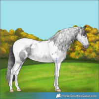 Horse Color:Gray White Spotted Brown Tobiano 