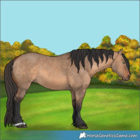 Horse Color:Bay Dun