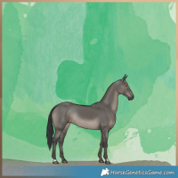Horse Color:Grullo Rabicano