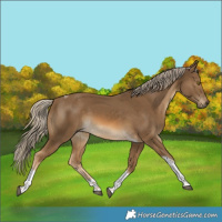 Horse Color:Chocolate Palomino Tobiano 