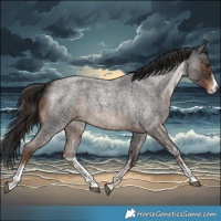 Horse Color:White Spotted Liver Red Roan