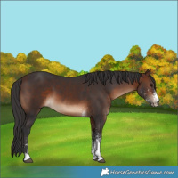 Horse Color:White Spotted Brown