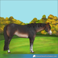 Horse Color:White Spotted Brown 