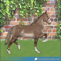 Horse Color:Liver Red Dun