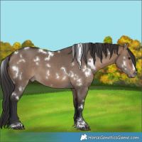 Horse Color:White Spotted Brown Dun 