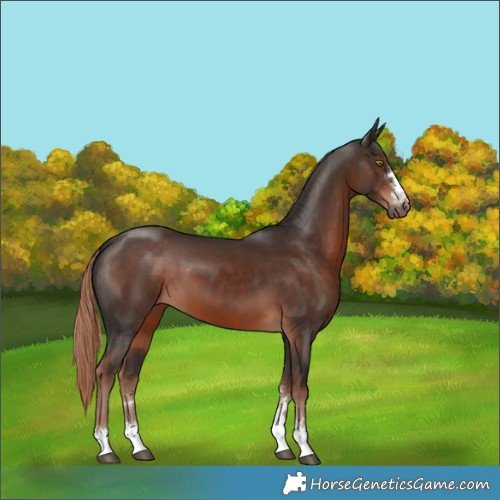 Horse Color:Liver Chestnut 