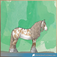 Horse Color:Chocolate Palomino Roan Dun Frame Near Leopard Brindle 