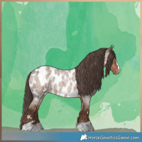 Horse Color:Liver Red Dun Roan Near Leopard Brindle 