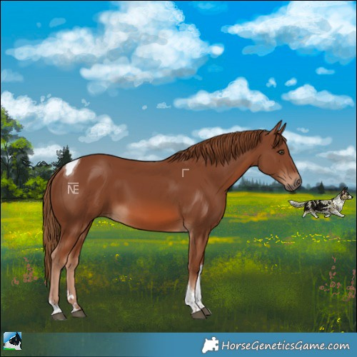 Horse Color:Chestnut Tobiano Rabicano 