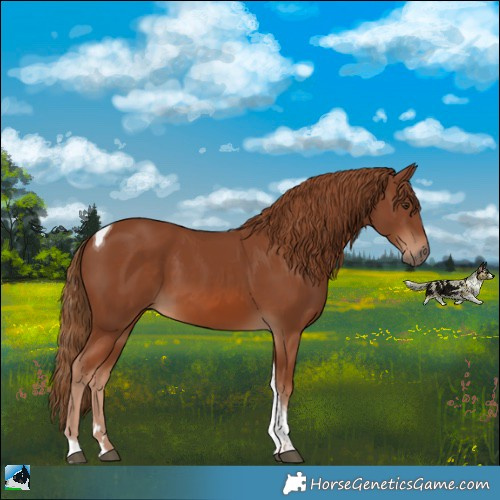 Horse Color:Chestnut Tobiano Rabicano 